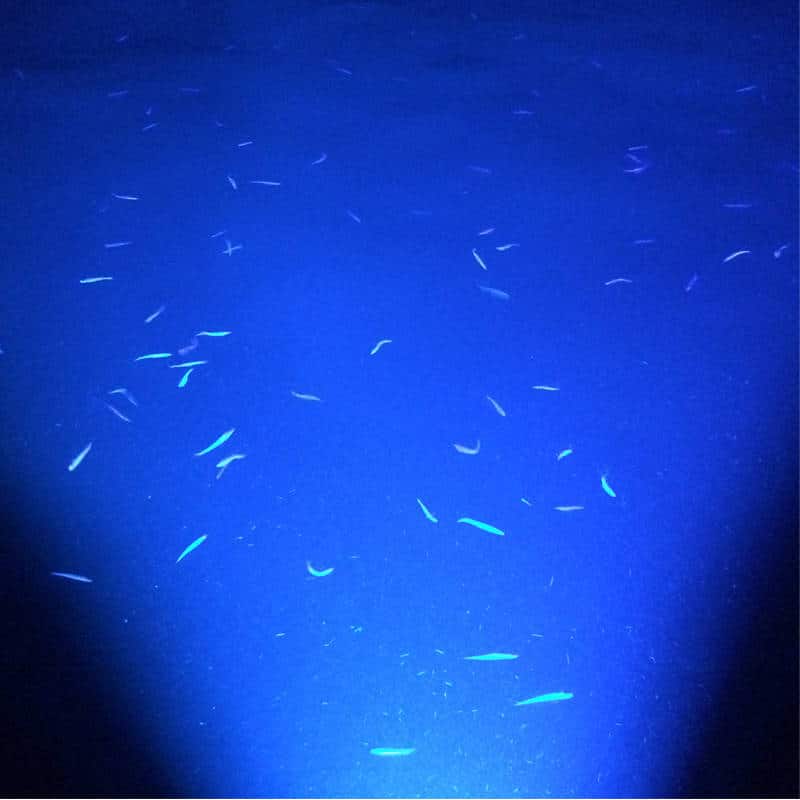 Hurley Highfield Boat Underwater Lights